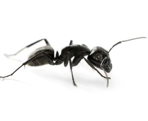 ant exterminator mississauga