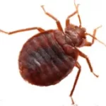 bed bug exterminator Mississauga 1