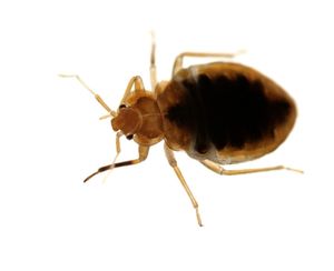 bed bug exterminator mississauga