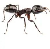 carpenter ant control mississauga