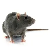 rat control mississauga