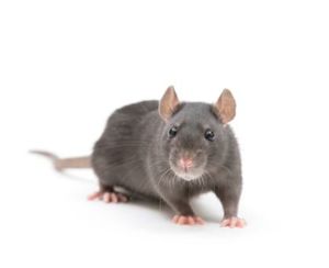 rat exterminator mississauga