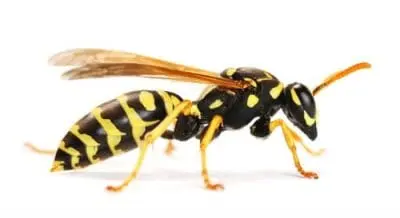 wasp nest removal mississauga